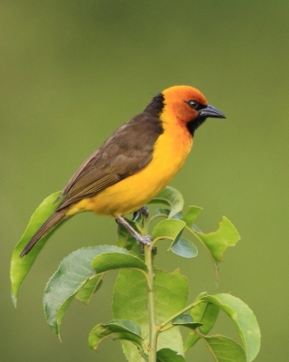 Wikłacz czarnogardły - Malimbus nigricollis - Black-necked Weaver
