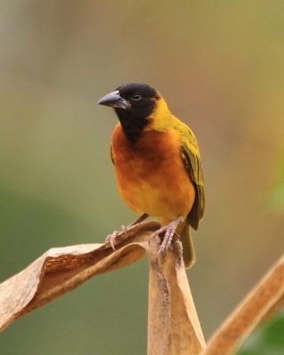 Wikłacz łuskowany - Ploceus spekei - Speke's Weaver