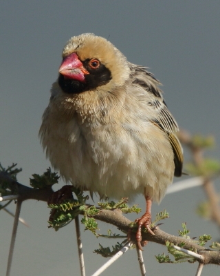 Wikłacz czerwonodzioby - Quelea quelea - Red-billed Quelea