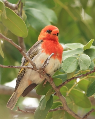 Wikłacz czerwonogłowy - Anaplectes rubriceps - Red-headed Weaver