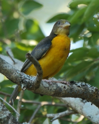 Wikłacz dwubarwny - Ploceus bicolor - Dark-backed Weaver
