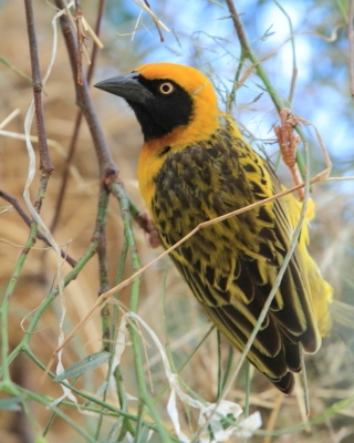 Wikłacz łuskowany - Ploceus spekei - Speke's Weaver