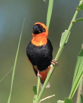 Wikłacz ognisty - Euplectes orix - Southern Red Bishop