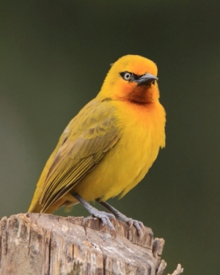 Wikłacz okularowy - Ploceus ocularis - Spectacled Weaver