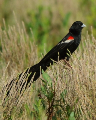 Wikłacz olbrzymi - Euplectes progne - Long-tailed Widowbird