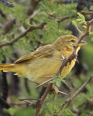 Wikłacz pomarańczowy - Ploceus bojeri - Golden Palm Weaver