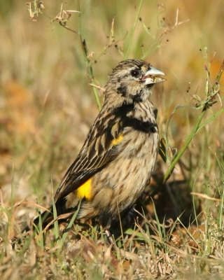 Wikłacz przylądkowy - Euplectes capensis - Yellow Bishop