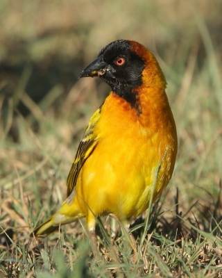 Wikłacz sawannowy - Ploceus intermedius - Lesser Masked Weaver
