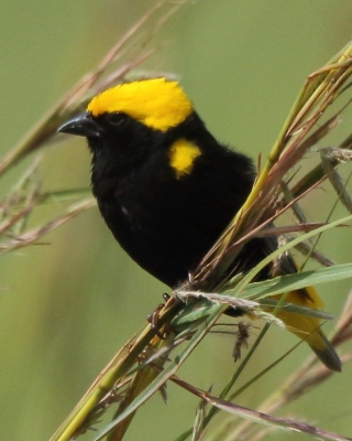 Wikłacz słoneczny - Euplectes afer - Yellow-crowned Bishop
