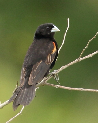 Wikłacz wachlarzowaty - Euplectes axillaris - Fan-tailed Widowbird