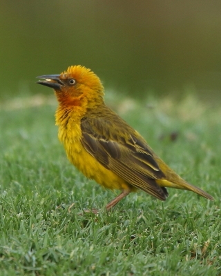 Wikłacz złotolicy - Ploceus capensis - Cape Weaver