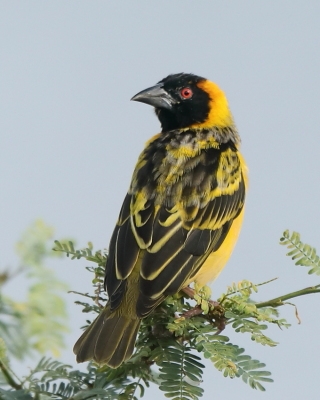 Wikłacz zmienny - Ploceus cucullatus - Village Weaver