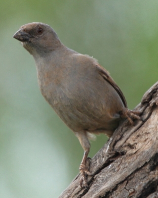 Wróbel papugodzioby - Passer gongonensis - Parrot-billed Sparrow