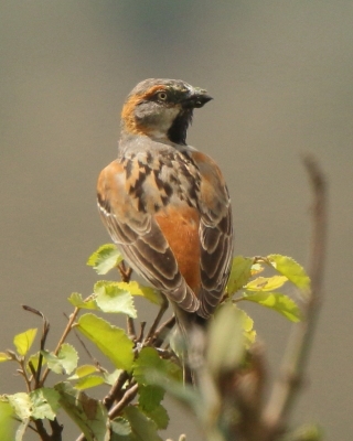Wróbel rdzawobrewy - Passer rufocinctus - Kenya Rufous Sparrow