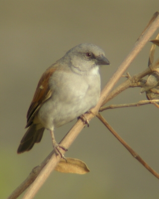 Wróbel siwogłowy - Passer griseus - Northern Grey-headed Sparrow