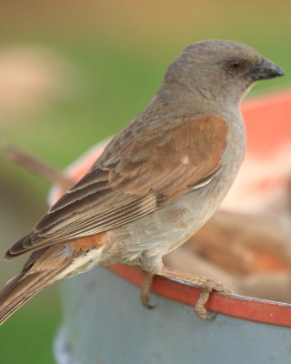 Wróbel suahilijski - Passer suahelicus - Swahili Sparrow