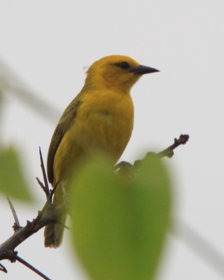 Wikłacz złoty - Ploceus aurantius - Orange Weaver