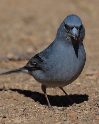 Zięba modra - Fringilla teydea - Tenerife Blue Chaffinch