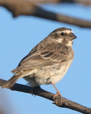 Afrokulczyk etiopski - Crithagra reichenowi - Reichenow's Seedeater
