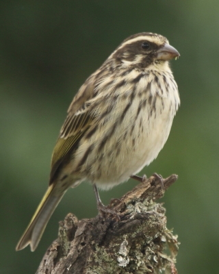 Afrokulczyk kreskowany - Crithagra striolata - Streaky Seedeater