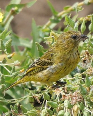 Afrokulczyk maskowy - Crithagra citrinelloides - African Citril