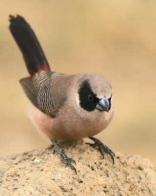 Astryld różany - Estrilda charmosyna - Black-cheeked Waxbill