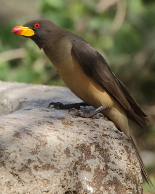 Bąkojad żółtodzioby - Buphagus africanus - Yellow-billed Oxpecker