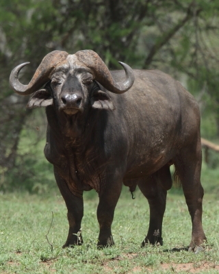 Bawół afrykański - Syncerus caffer - African buffalo