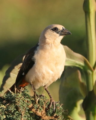 Bawolik białogłowy - Dinemellia dinemelli - White-headed Buffalo Weaver