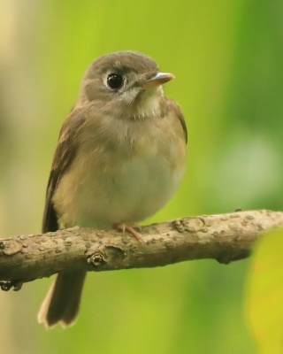Muchołówka białogardła - Muscicapa muttui - Brown-breasted Flycatcher