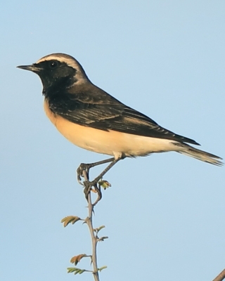 Białorzytka cypryjska - Oenanthe cypriaca - Cyprus Wheatear