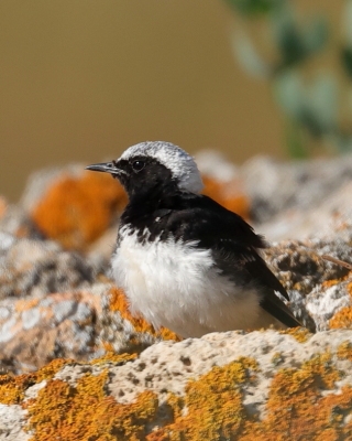 Białorzytka pstra - Oenanthe pleschanka - Pied Wheatea
