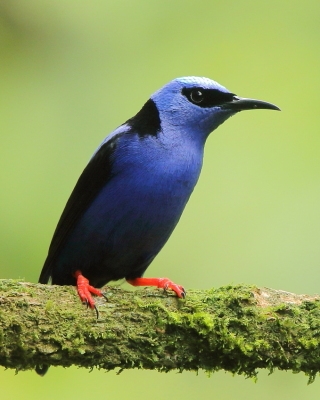 Błękitniczek czerwononogi - Cyanerpes cyaneus - Red-legged Honeycreeper
