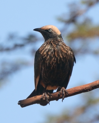 Błyszczak białogłowy - Lamprotornis albicapillus - White-crowned Starling