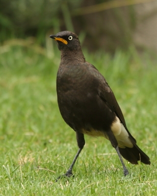 Błyszczak brunatny - Lamprotornis bicolor - African Pied Starling