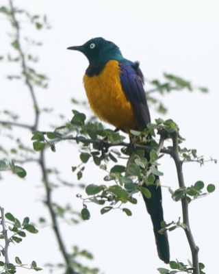 Błyszczak królewski - Lamprotornis regius - Golden-breasted Starling