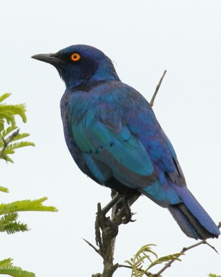 Błyszczak lśniący - Lamprotornis nitens - Cape Glossy Starling