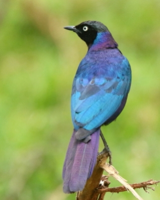 Błyszczak purpurowosterny - Lamprotornis purpuroptera - Rüppell's Glossy Starling