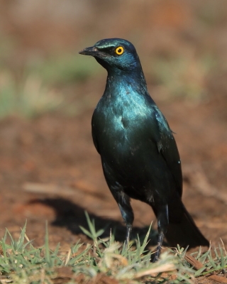 Błyszczak stalowy - Lamprotornis chalybaeus - Greater Blue-eared Starling