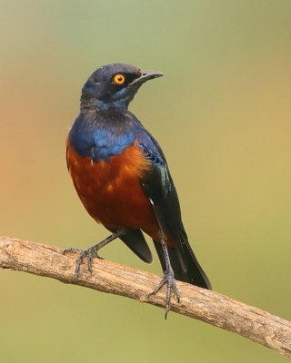 Błyszczak strojny - Lamprotornis shelleyi - Shelley's Starling