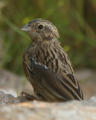 Cierlik - Emberiza cirlus - Cirl Bunting