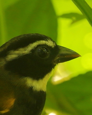 Ciszek złotodzioby - Arremon aurantiirostris - Orange-billed Sparrow