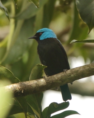Cukrownik modrolicy - Dacnis venusta - Scarlet-thighed Dacnis