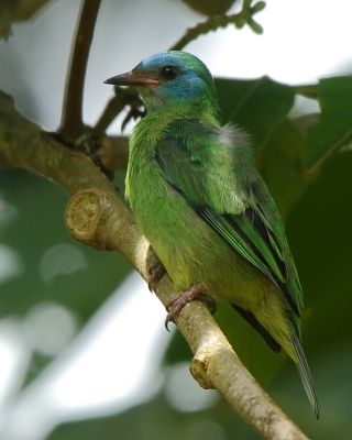 Cukrownik niebieski - Dacnis cayana - Blue Dacnis