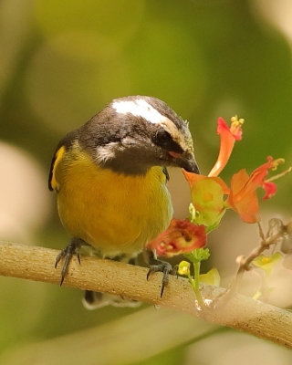 Cukrzyk bananowy - Coereba flaveola - Bananaquit