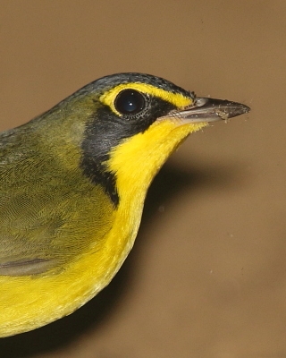 Cytrynka czarnouzda - Geothlypis formosa - Kentucky Warbler