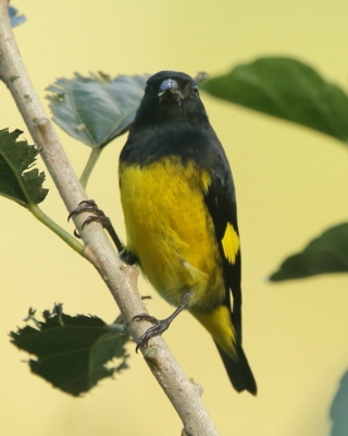 Czyż żółtobrzuchy - Spinus xanthogastrus - Yellow-bellied Siskin