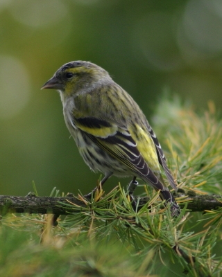 Czyż - Spinus spinus - Eurasian Siskin