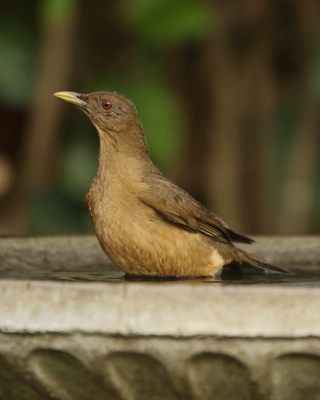 Drozd brązowawy - Turdus grayi - Clay-colored Thrush