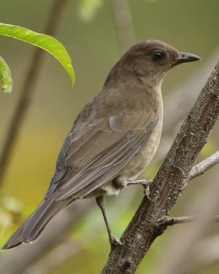 Drozd gorski - Turdus plebejus - Mountain Thrush